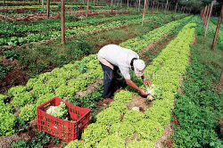 Agriculturabrasileiradentro1