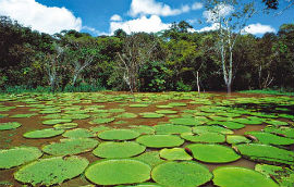 Biodiversidadedentro