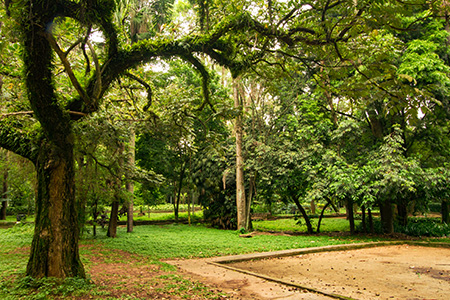 Parque piqueri 2015 PMSP 450