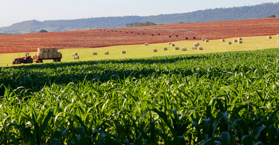 Plantação de milho Pirassununga Marcos Santos USP Imagens