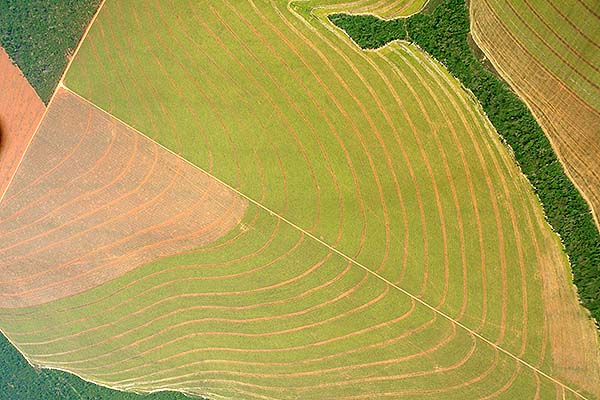 desmatamento-pedro biondi flickr 600 larg