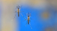 Óleo de tomilho é utilizado no combate ao Aedes aegypti