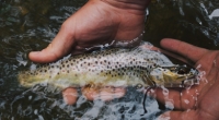 Dia do Engenheiro de Pesca