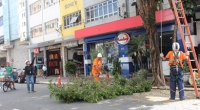 Preservação de áreas verdes e poda correta exigem profissional qualificado