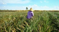 Engenharia agronômica a serviço da pacificação de conflitos de terra e da cidadania de trabalhadores rurais
