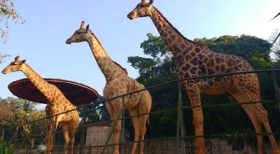 Zoo SP: no mês de outubro criança não paga